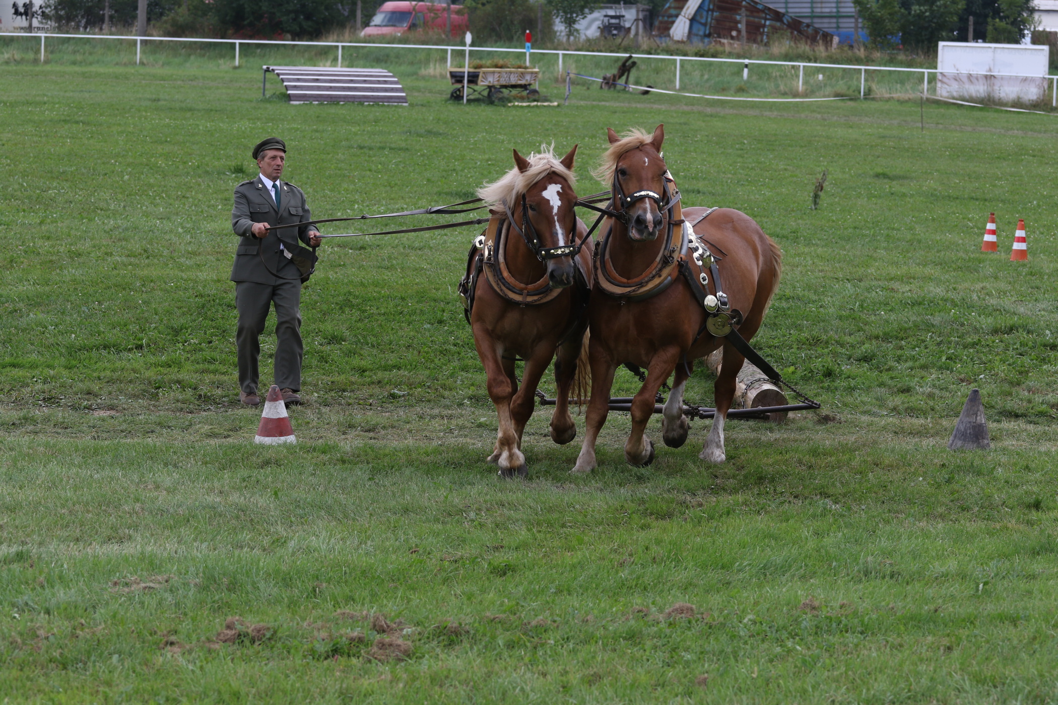 Chladnokrevní koně ZP 2017 (foto M. Kopecký)
